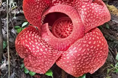 Bunga raflesia yang tumbuh liar di pedalaman minangkabau